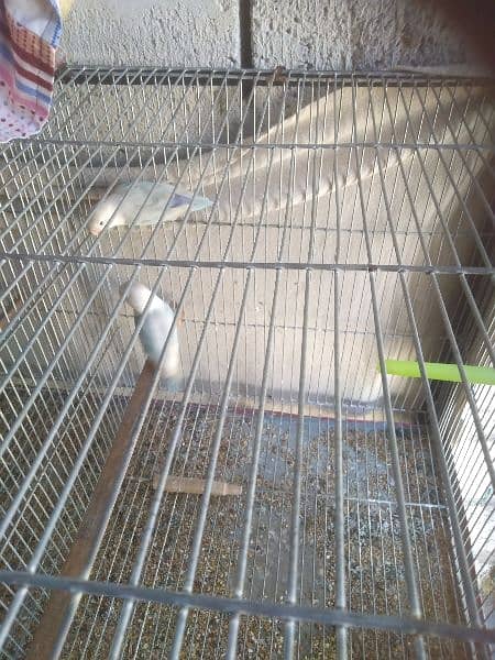 Lovebirds and raw parrot baby for sale 2