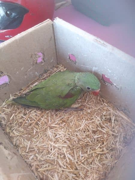 Lovebirds and raw parrot baby for sale 4
