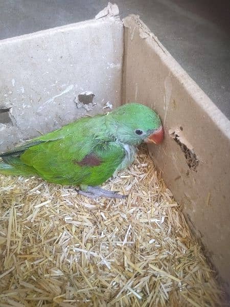Lovebirds and raw parrot baby for sale 5