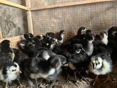 ,Austrolorp chicks,desi aseel hens