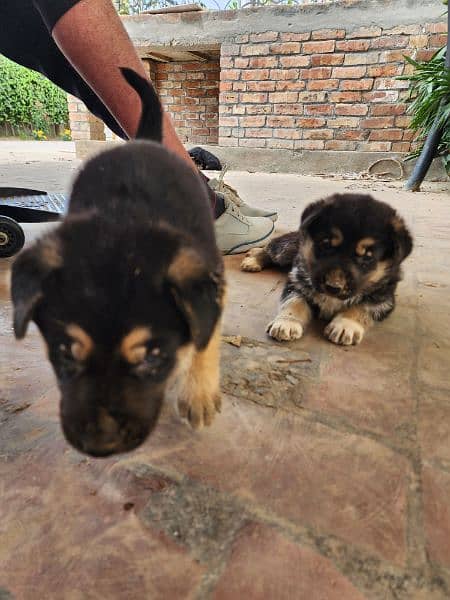 6 weeks old shepsky puppies are available for sale 7
