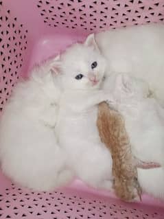 Persian kitten  double coated