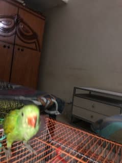 2.5 month green parrot