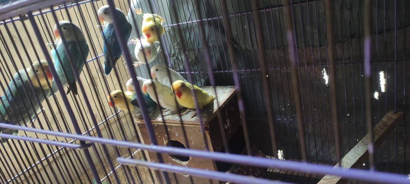 love birds | Breeder pair | Albino red eye | parblue split ino |parrot 4