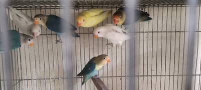 love birds | Breeder pair | Albino red eye | parblue split ino |parrot