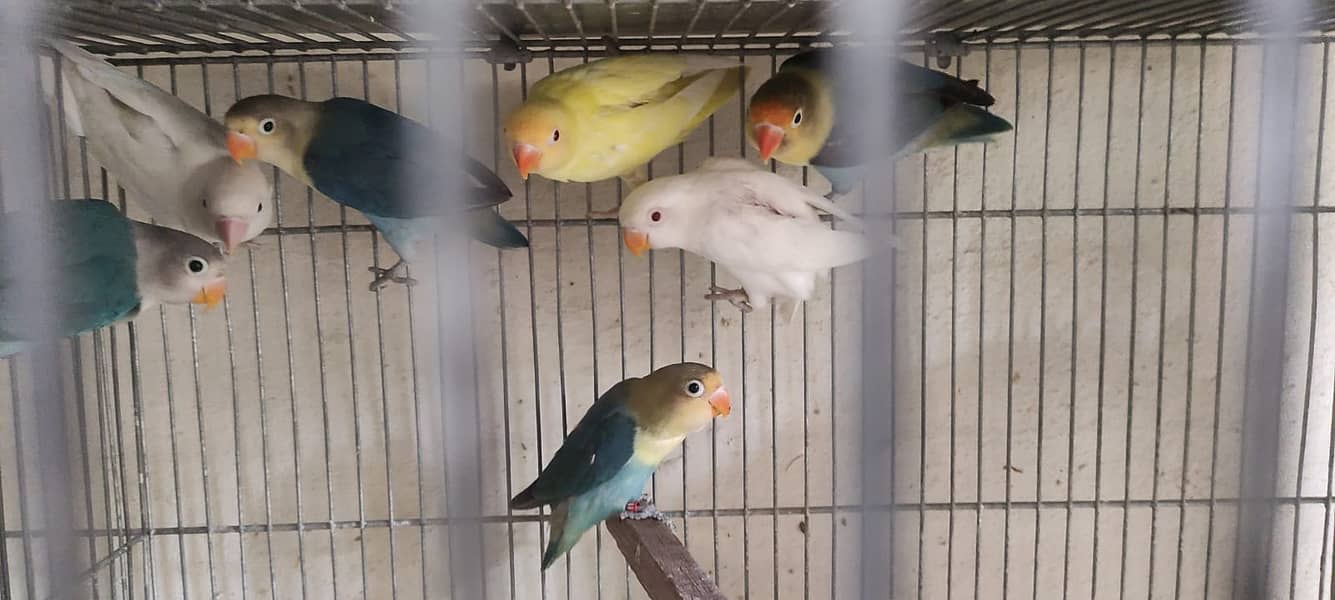 love birds | Breeder pair | Albino red eye | parblue split ino |parrot 7