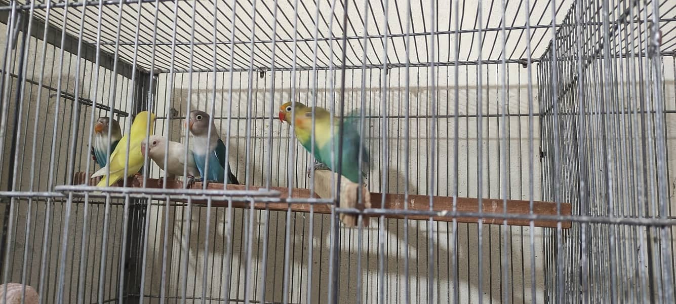 love birds | Breeder pair | Albino red eye | parblue split ino |parrot 6
