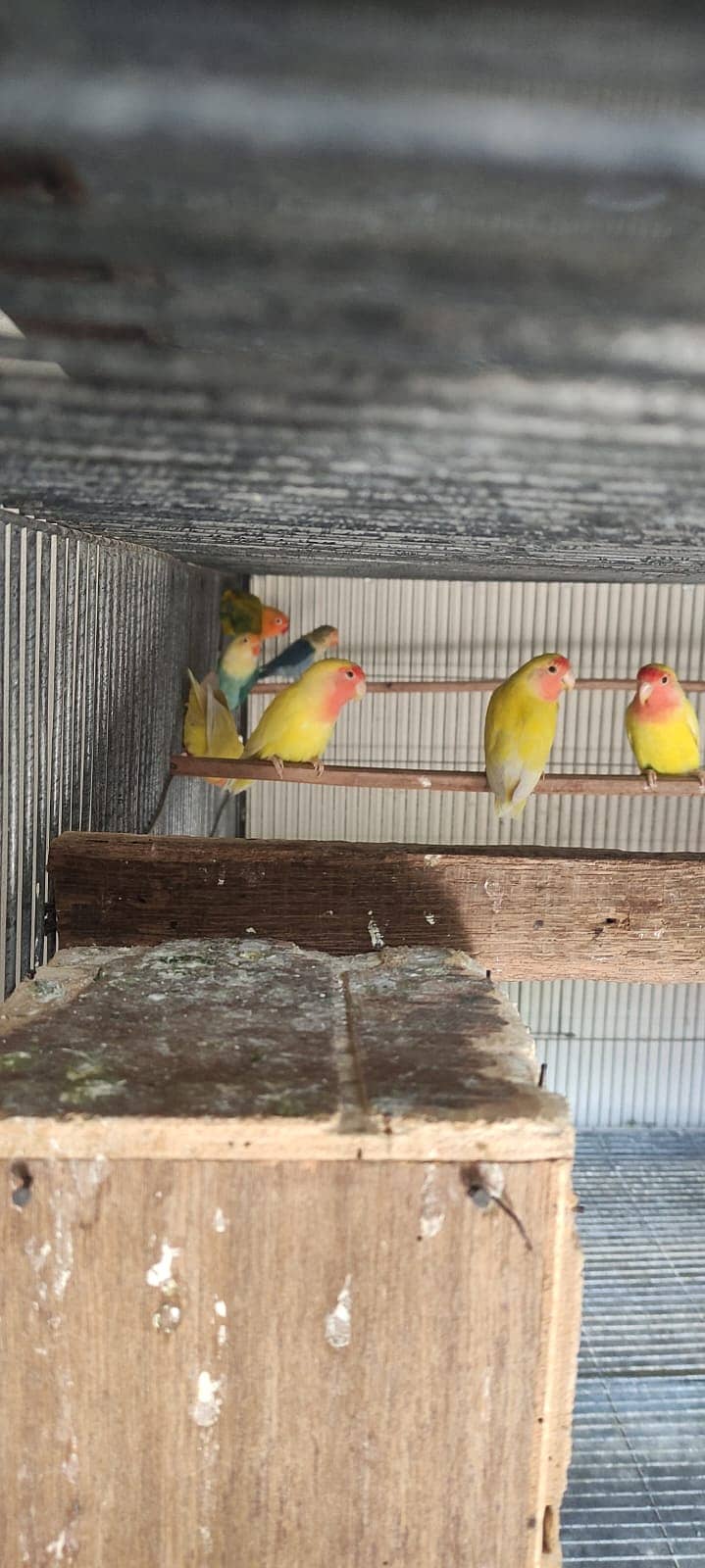love birds | Breeder pair | Albino red eye | parblue split ino |parrot 8