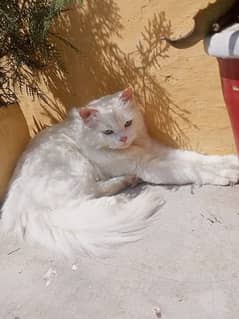 Persian cat Triple coat 7 month