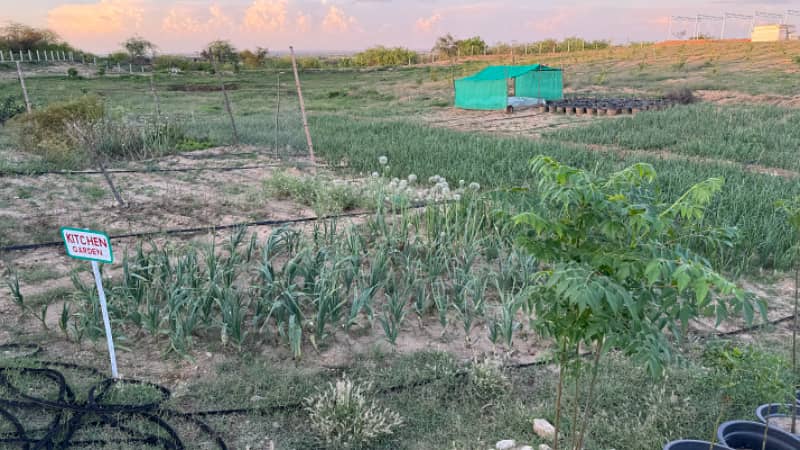 Olive Farm for sale chakwal 17