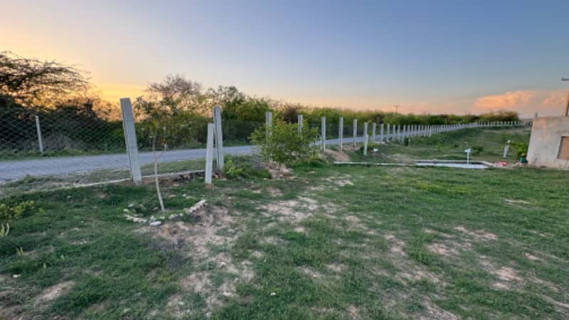 Olive Farm for sale chakwal 20