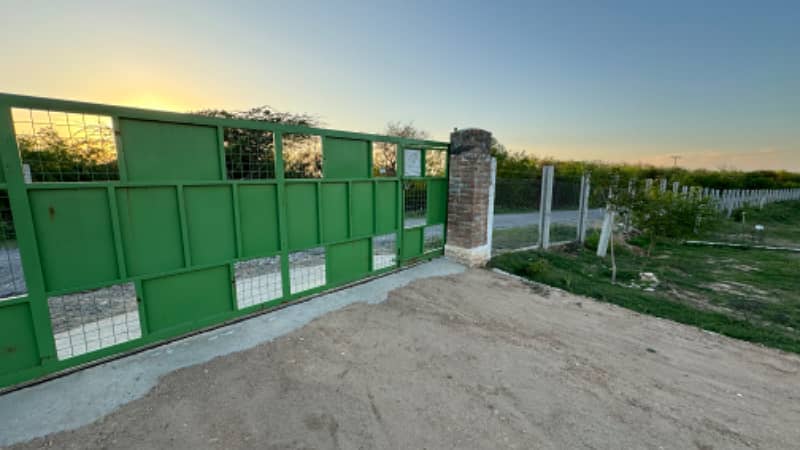 Olive Farm for sale chakwal 23