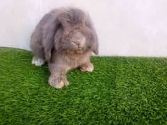 Holland lop punch face