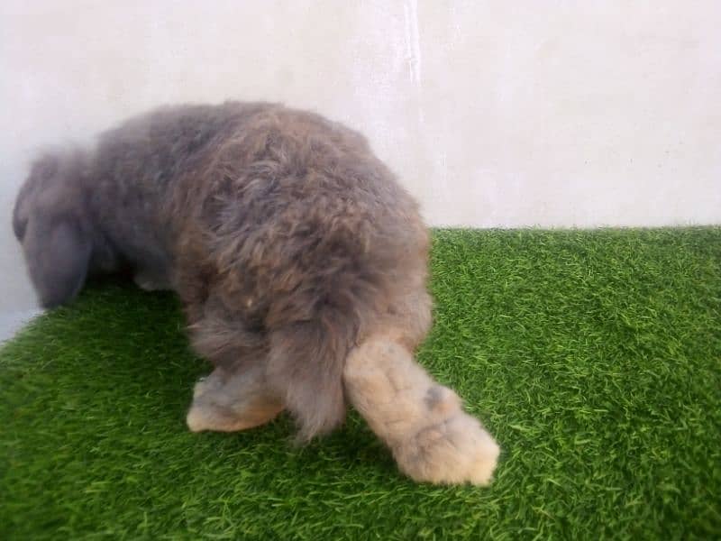 Holland lop punch face 2