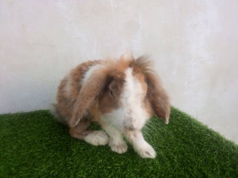 Holland lop punch face 9
