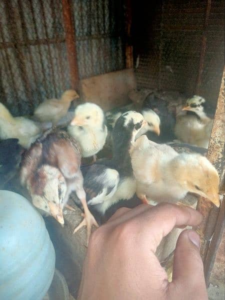 Pure old blood aseel chicks cola purri breed. 4