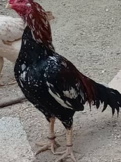 Aseel mianwali cock for sale