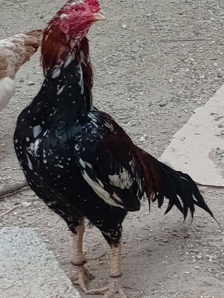 Aseel mianwali cock for sale 1