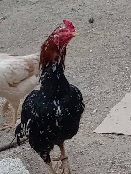 Aseel mianwali cock for sale 2