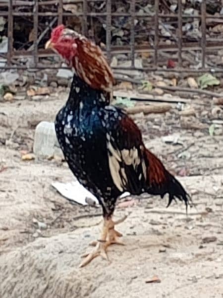 Aseel mianwali cock for sale 3