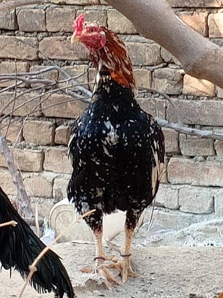 Aseel mianwali cock for sale 4