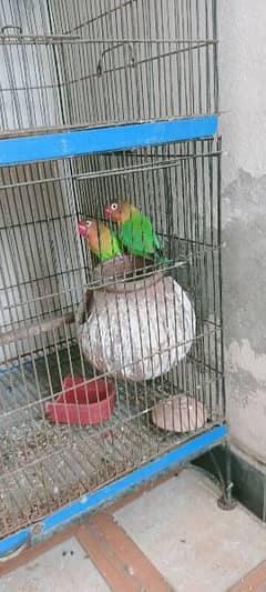 7 pathy 3 pair with cage or gift k Tor py aik cocktail female