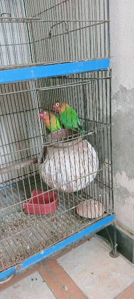 7 pathy 3 pair with cage or gift k Tor py aik cocktail female 0