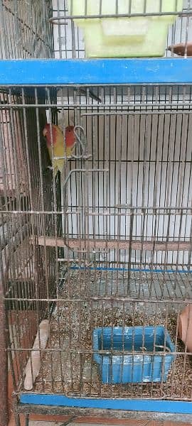 7 pathy 3 pair with cage or gift k Tor py aik cocktail female 3