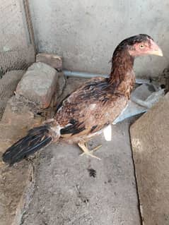 Aseel hens for sale