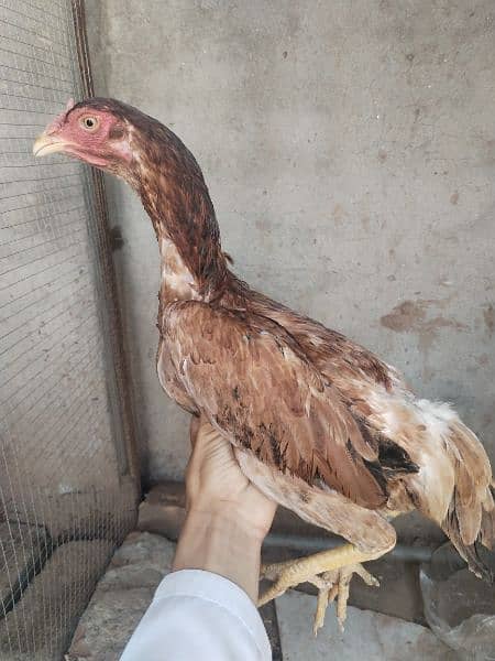 Aseel hens for sale 3