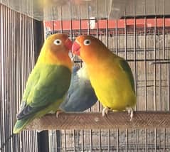 Lovebird breeder pairs