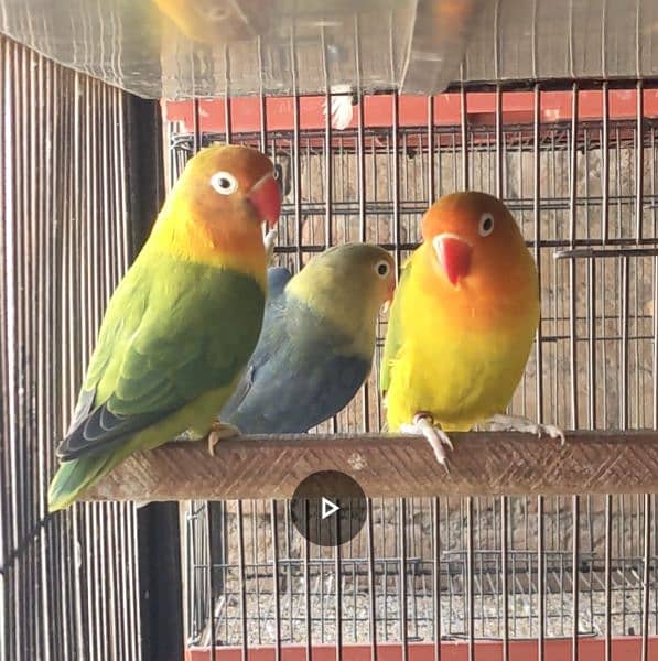 Lovebird breeder pairs 2