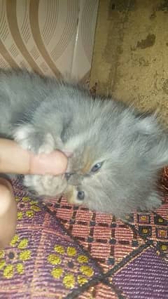 persian kitten blue eyes 0