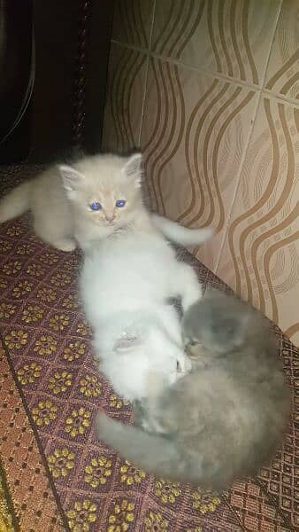 persian kitten blue eyes 6