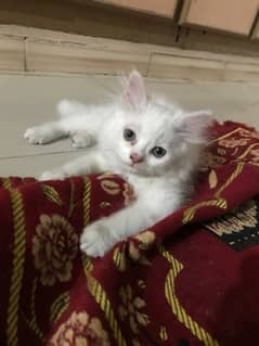 White persian cat duble coted
