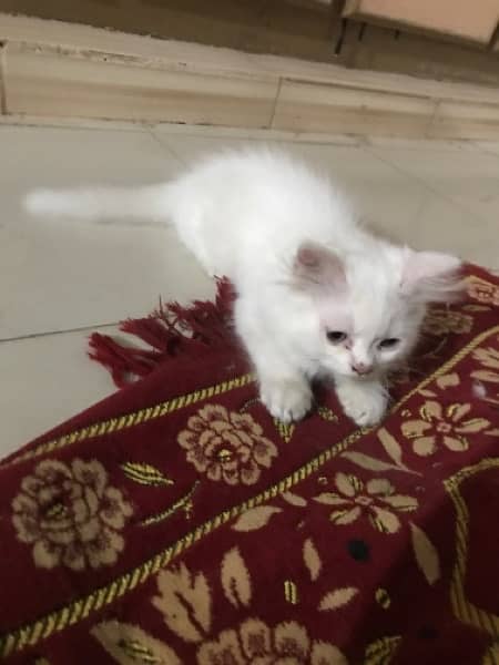 White persian cat duble coted 2