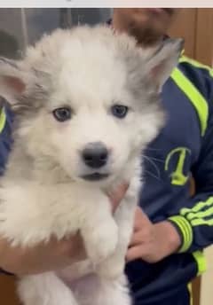 Siberian husky puppy for sale