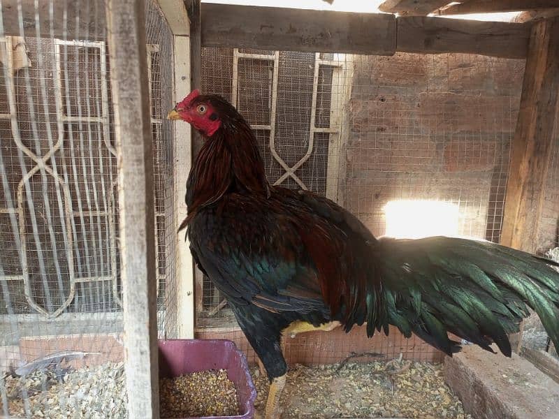 Aseel Murga For Sale Healthy and Active Breeder 1