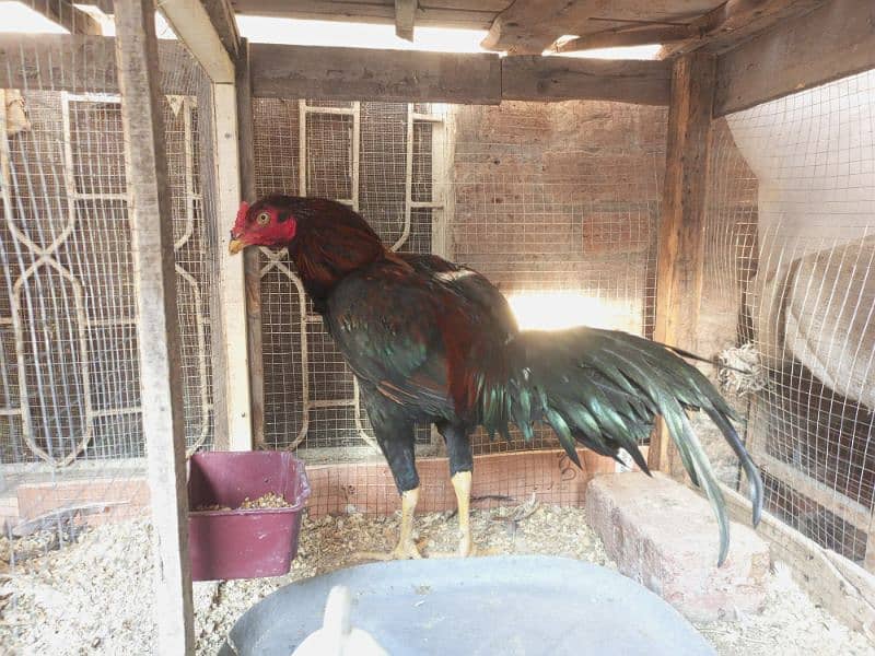 Aseel Murga For Sale Healthy and Active Breeder 2