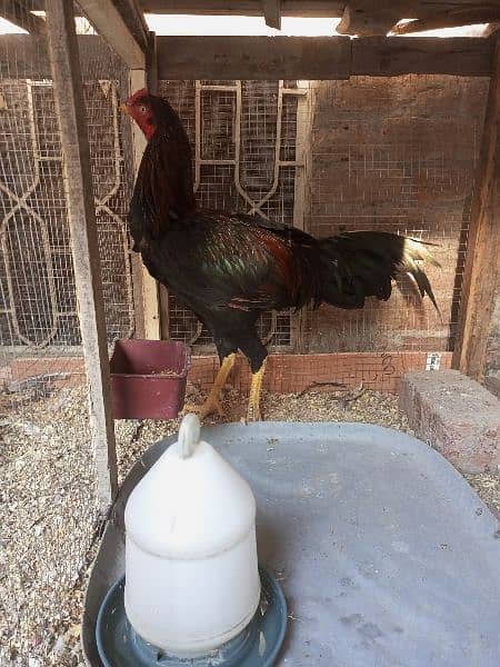 Aseel Murga For Sale Healthy and Active Breeder 3