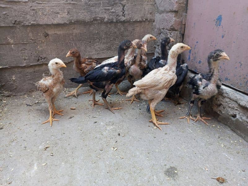 Aseel Murga For Sale Healthy and Active Breeder 6