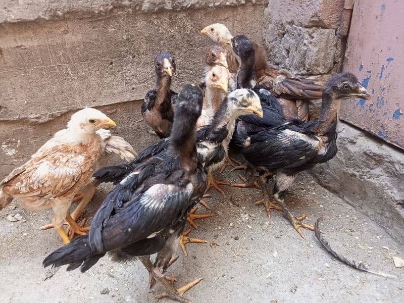 Aseel Murga For Sale Healthy and Active Breeder 8