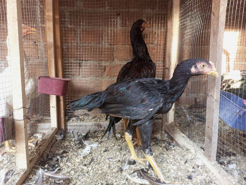 Aseel Murga For Sale Healthy and Active Breeder 13