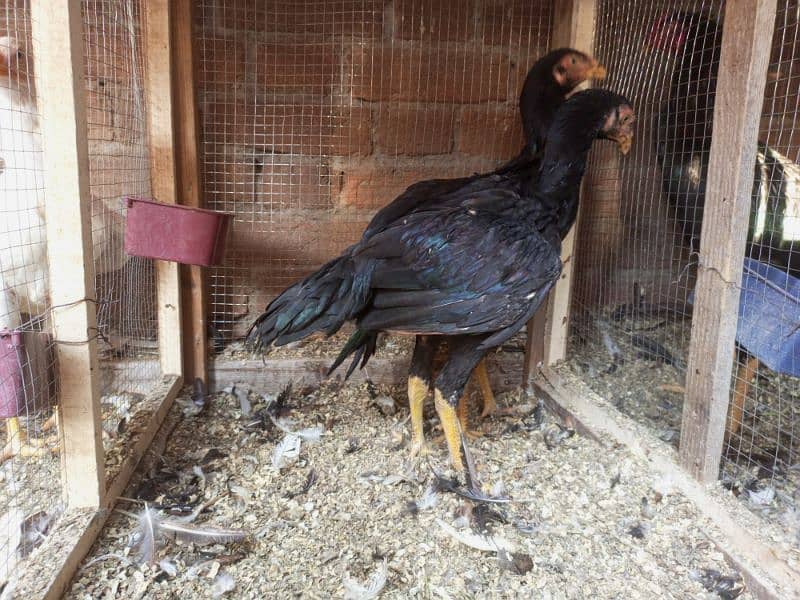 Aseel Murga For Sale Healthy and Active Breeder 14