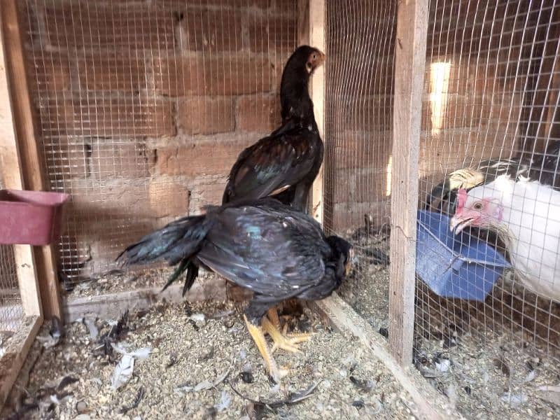 Aseel Murga For Sale Healthy and Active Breeder 15