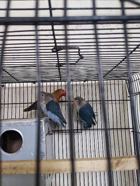 Love birds 2