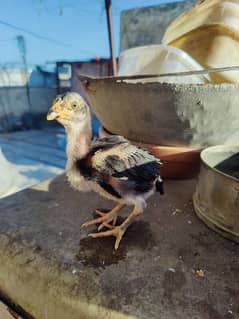 2.5 Months Mushka Lassani Chicks For sale.
