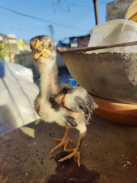 2.5 Months Mushka Lassani Chicks For sale. 1