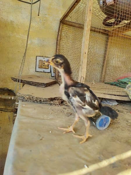 2.5 Months Mushka Lassani Chicks For sale. 3