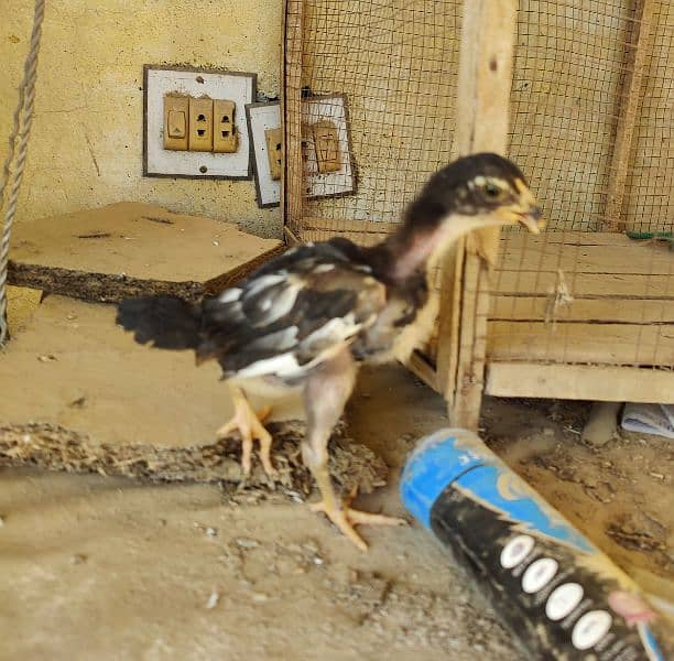 2.5 Months Mushka Lassani Chicks For sale. 4